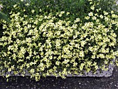 COREOPSIS VERTICILLATA MOONBEAM (TICKSEED)