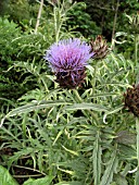 CYNARA CARDUNCULUS (CARDOON)