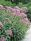 EUPATORIUM PURPUREUM ATROPURPUREUM (JOE PYE WEED)