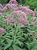 EUPATORIUM PURPUREUM ATROPURPUREUM (JOE PYE WEED)