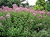 EUPATORIUM PURPUREUM ATROPURPUREUM (JOE PYE WEED)