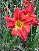 HEMEROCALLIS APPLE TART (DAY LILY)