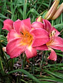 HEMEROCALLIS CHERRY CHEEKS (DAY LILY)