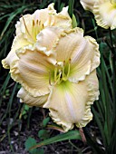 HEMEROCALLIS ENCHANTED BLESSINGS (DAY LILY)