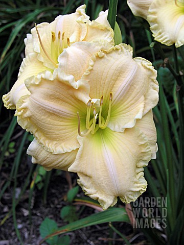 HEMEROCALLIS_ENCHANTED_BLESSINGS_DAY_LILY