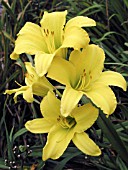 HEMEROCALLIS ERIN PRAIRIE (DAY LILY)