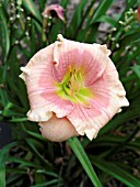 HEMEROCALLIS JANICE BROWN (DAY LILY)