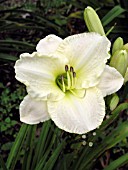 HEMEROCALLIS LIME FROST (DAY LILY)