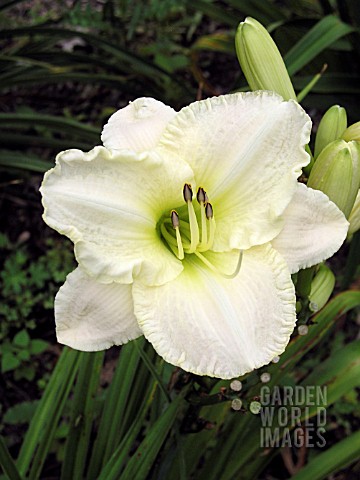 HEMEROCALLIS_LIME_FROST_DAY_LILY