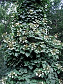 SCHIZOPHRAGMA HYDRANGEOIDES