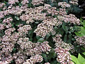 SEDUM TELEPHIUM MATRONA