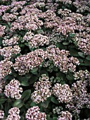 SEDUM TELEPHIUM MATRONA