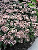 SEDUM TELEPHIUM MATRONA