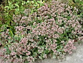 SEDUM VERA JAMESON