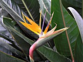 STRELITZIA REGINAE (BIRD OF PARADISE)