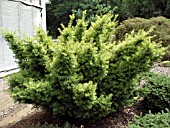 TAXUS CUSPIDATA DWARF BRIGHT GOLD