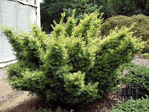 TAXUS_CUSPIDATA_DWARF_BRIGHT_GOLD