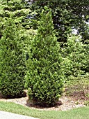 THUJA PLICATA GREEN SPORT (WESTERN RED CEDAR)