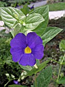 THUNBERGIA BATTISCOMBEI (CLOCKVINE)