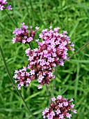 VERBENA BONARIENSIS (SOUTH AMERICAN VERVAIN)