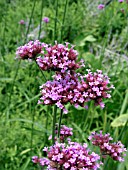 VERBENA BONARIENSIS (SOUTH AMERICAN VERVAIN)