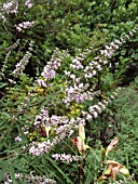 VITEX AGNUS CASTUS WHITE (CHASTE TREE)