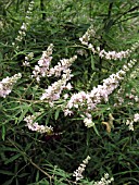 VITEX AGNUS CASTUS WHITE (CHASTE TREE)