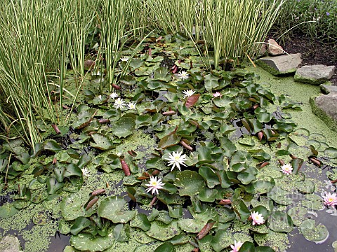NYMPHAEA_IN_NEED_OF_THINNING