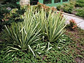 YUCCA GARLAND GOLD, IN BORDER WITH SHRUBS