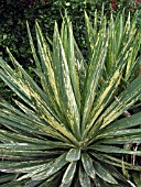 YUCCA SPOTTED TIGER