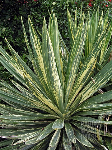 YUCCA_SPOTTED_TIGER