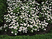 ZINNIA ANGUSTIFOLIA CRYSTAL WHITE (YOUTH AND OLD AGE)