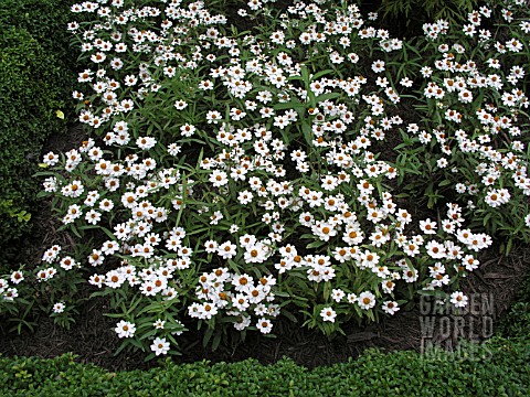 ZINNIA_ANGUSTIFOLIA_CRYSTAL_WHITE_YOUTH_AND_OLD_AGE