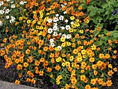 ZINNIA ANGUSTIFOLIA STAR BRIGHT MIXED  (YOUTH AND OLD AGE)