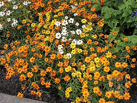 ZINNIA_ANGUSTIFOLIA_STAR_BRIGHT_MIXED__YOUTH_AND_OLD_AGE