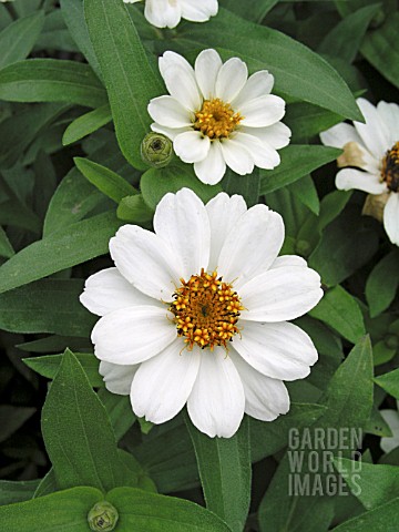 ZINNIA_PROFUSION_WHITEYOUTH_AND_OLD_AGE