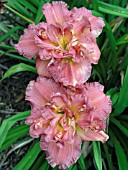 HEMEROCALLIS OLIN FRAZIER (DAY LILY)