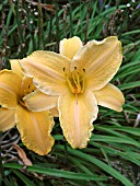 HEMEROCALLIS RUFFLED APRICOT (DAY LILY)