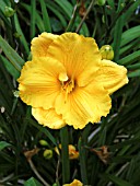 HEMEROCALLIS SILOAM GOLD COIN (DAY LILY)