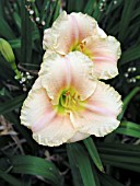 HEMEROCALLIS SILOAM QUEENS TOY (DAY LILY)