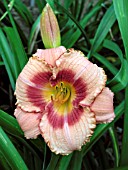 HEMEROCALLIS STRAWBERRY CANDY (DAY LILY)