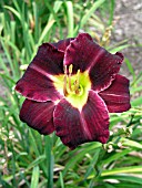 HEMEROCALLIS SUPER PURPLE  (DAY LILY)