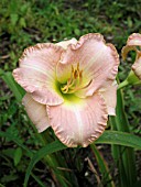 HEMEROCALLIS UPTOWN GIRL (DAY LILY)