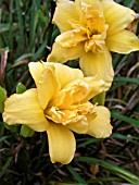 HEMEROCALLIS YELLOW PETTICOATS (DAY LILY)