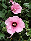 HIBISCUS SYRIACUS APHRODITE CLOSE UP.