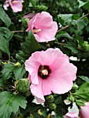 HIBISCUS SYRIACUS APHRODITE CLOSE UP.