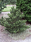 ILEX CRENATA GREEN DRAGON (JAPANESE HOLLY)