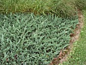 JUNIPERUS HORIZONTALIS DOUGLASII (JUNIPER)