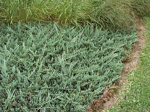 JUNIPERUS_HORIZONTALIS_DOUGLASII_JUNIPER