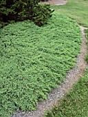 JUNIPERUS PROCUMBENS NANA(JUNIPER)